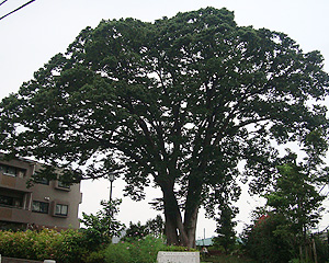 Totoro_s_tree